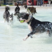 Local dogs take advantage of a day at the pool.